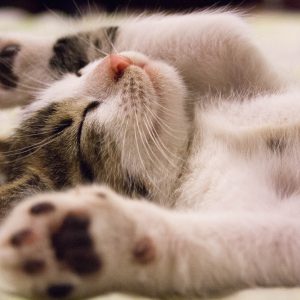 Sleeping Well