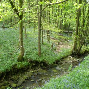 Relaxation Tranquil Forest